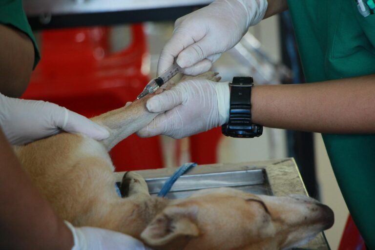 Coleta de Resíduos Veterinários em Brasília: Guia de Contratação